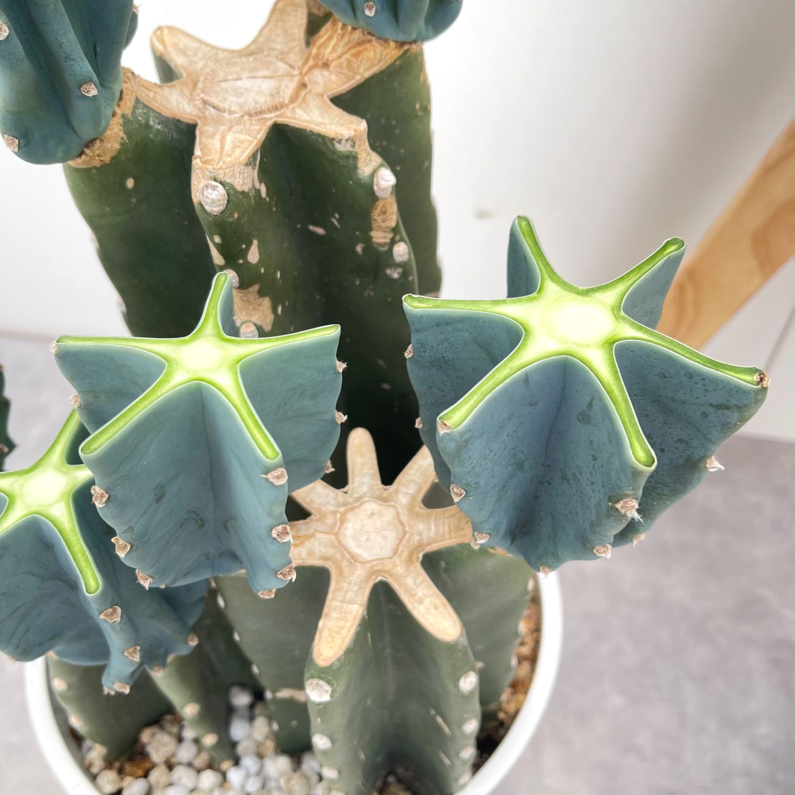 柱サボテン　ブランチ　3 柱サボテン ブランチ 3本植え 5【現品】観葉植物 ドライガーデン