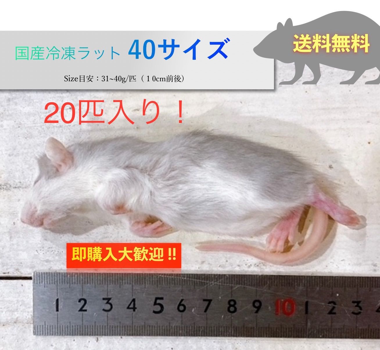 ショップ 【送料無料】国産冷凍ラット40サイズ20匹入@即購入OK！北海道