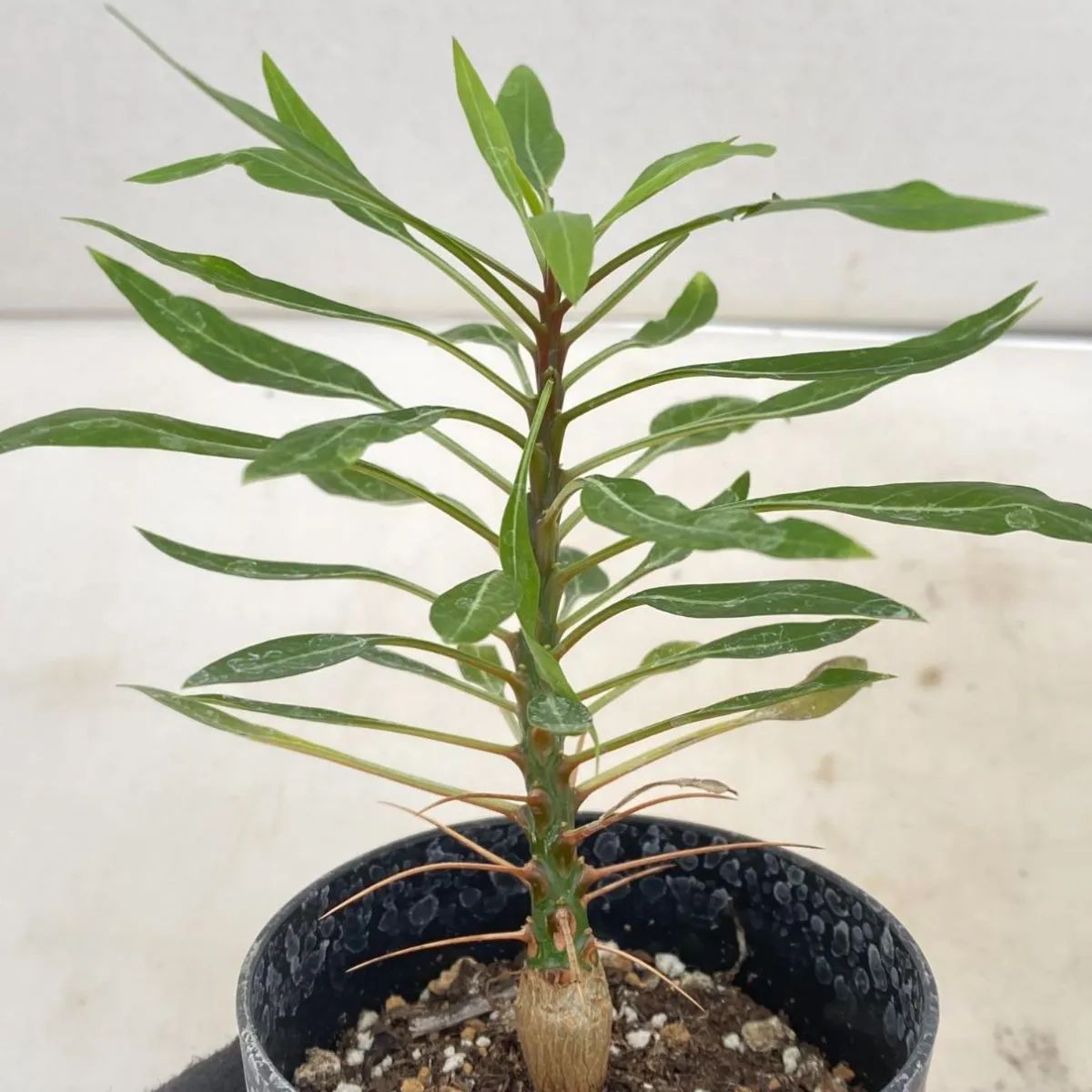 7005 実生 フォークイエリア プルプシー 塊根植物 多肉植物 Fouquieria purpusii  葉落ちする(その他)｜売買されたオークション情報、yahooの商品情報をアーカイブ公開 - オークファン（aucfan.com）  irodoristone.blog | irodoristone.blog