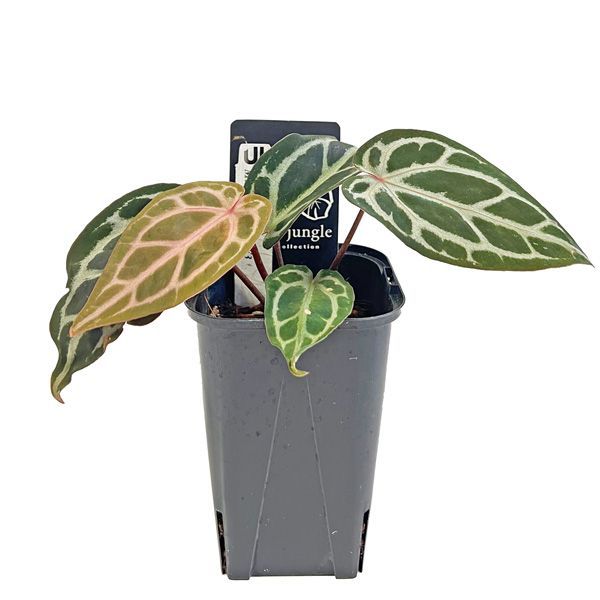 レア　アンスリウム　ミシェル 正規タグ付き】Anthurium 'Michelle' by DOC BLOCK⑬