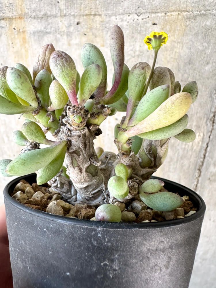 Othonna clavifolia オトンナ クラビフォリア 現地球 発根済