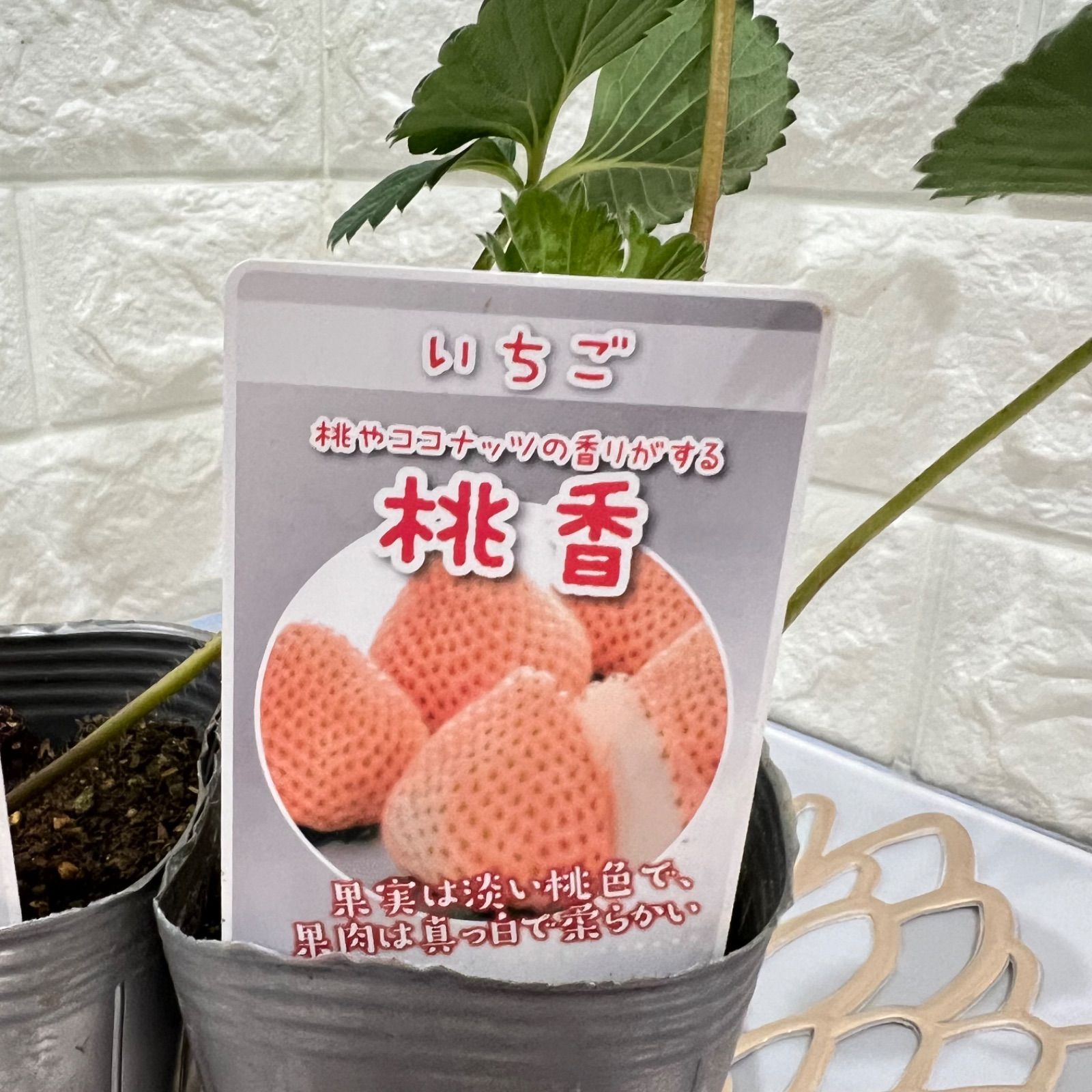 いちご苗 白いちご「 パインベリー」桃色いちご「桃香」 セット（3号