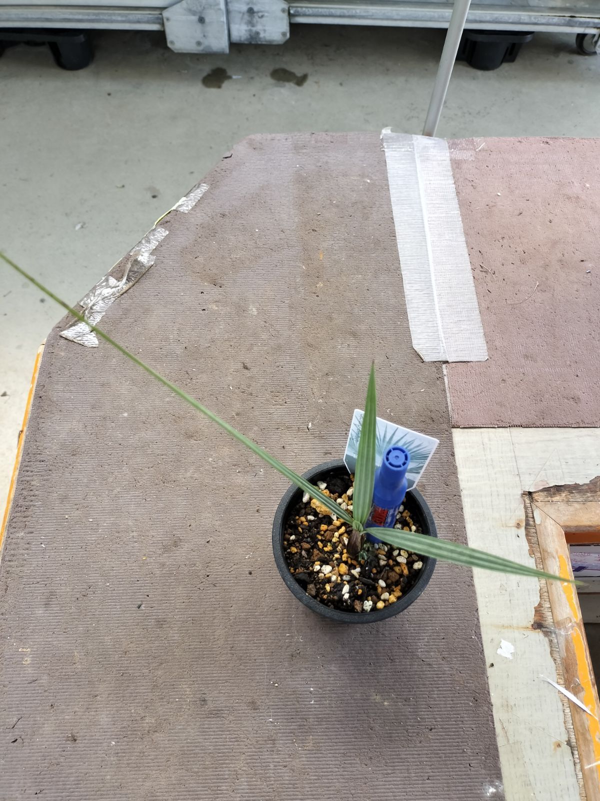 ブラヘア アルマータ 5苗 抜き苗発送 ブラヘアアルマータ【抜き苗