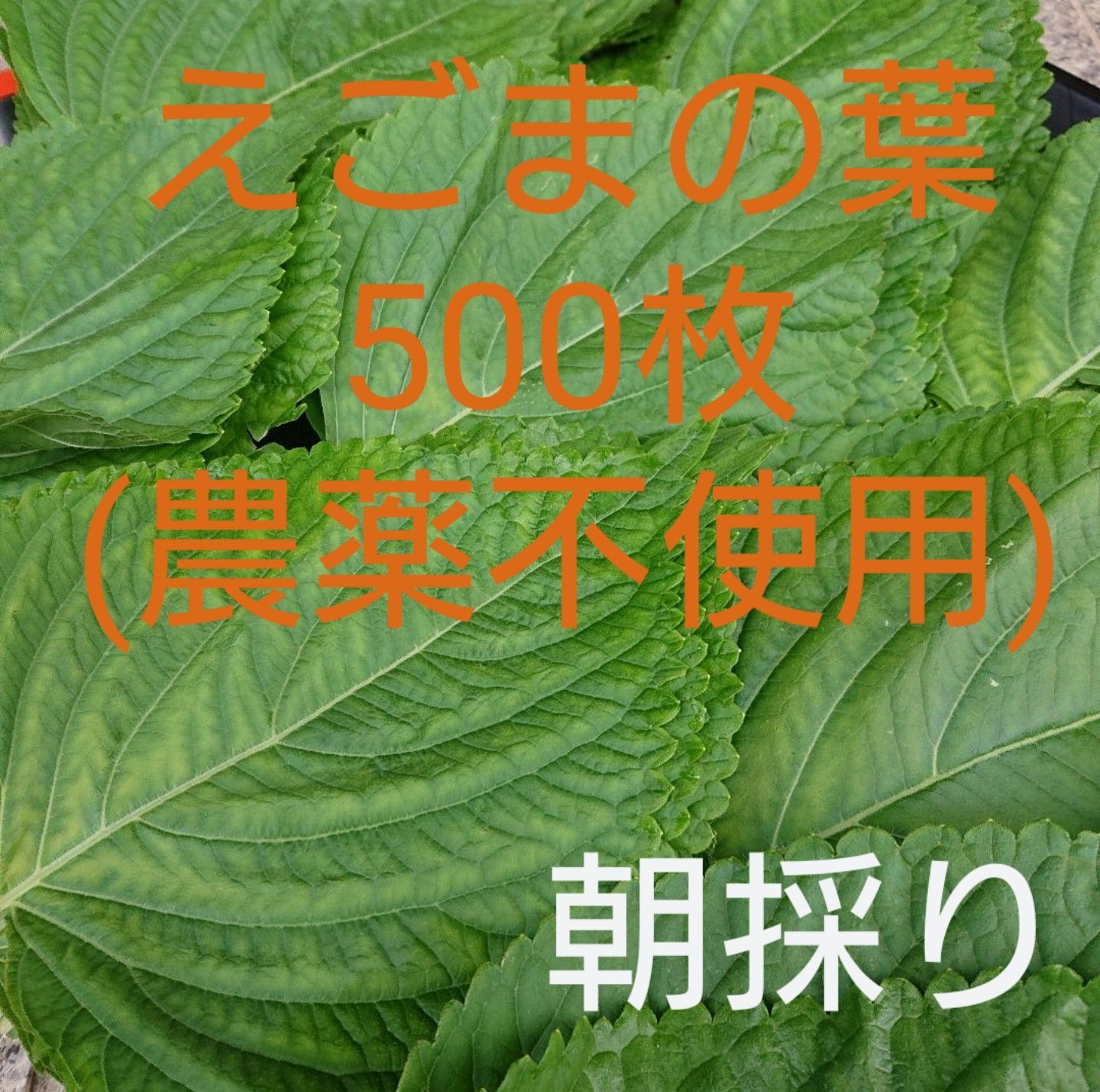 くすみ水色 無農薬えごまの葉500枚 - 通販 - www.happyhead.in