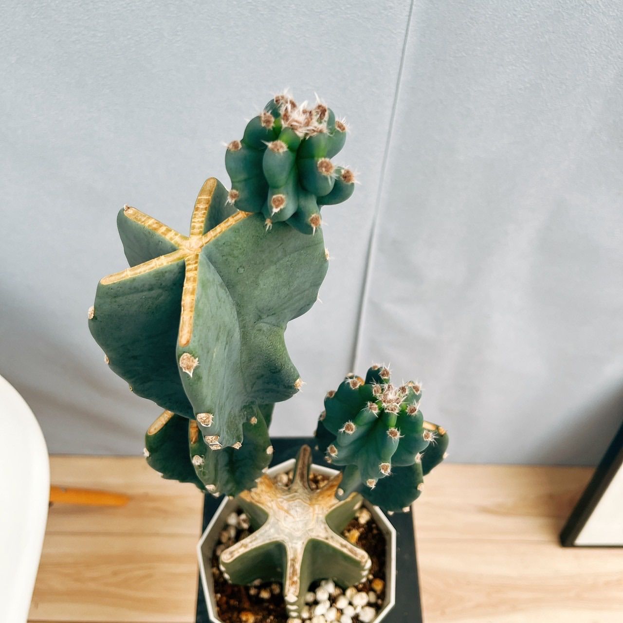 柱サボテン　ブランチ　5寸5鉢セット 柱サボテン(ブランチ) 5号 | Green Vibes 宇都宮市の観葉植物専門店