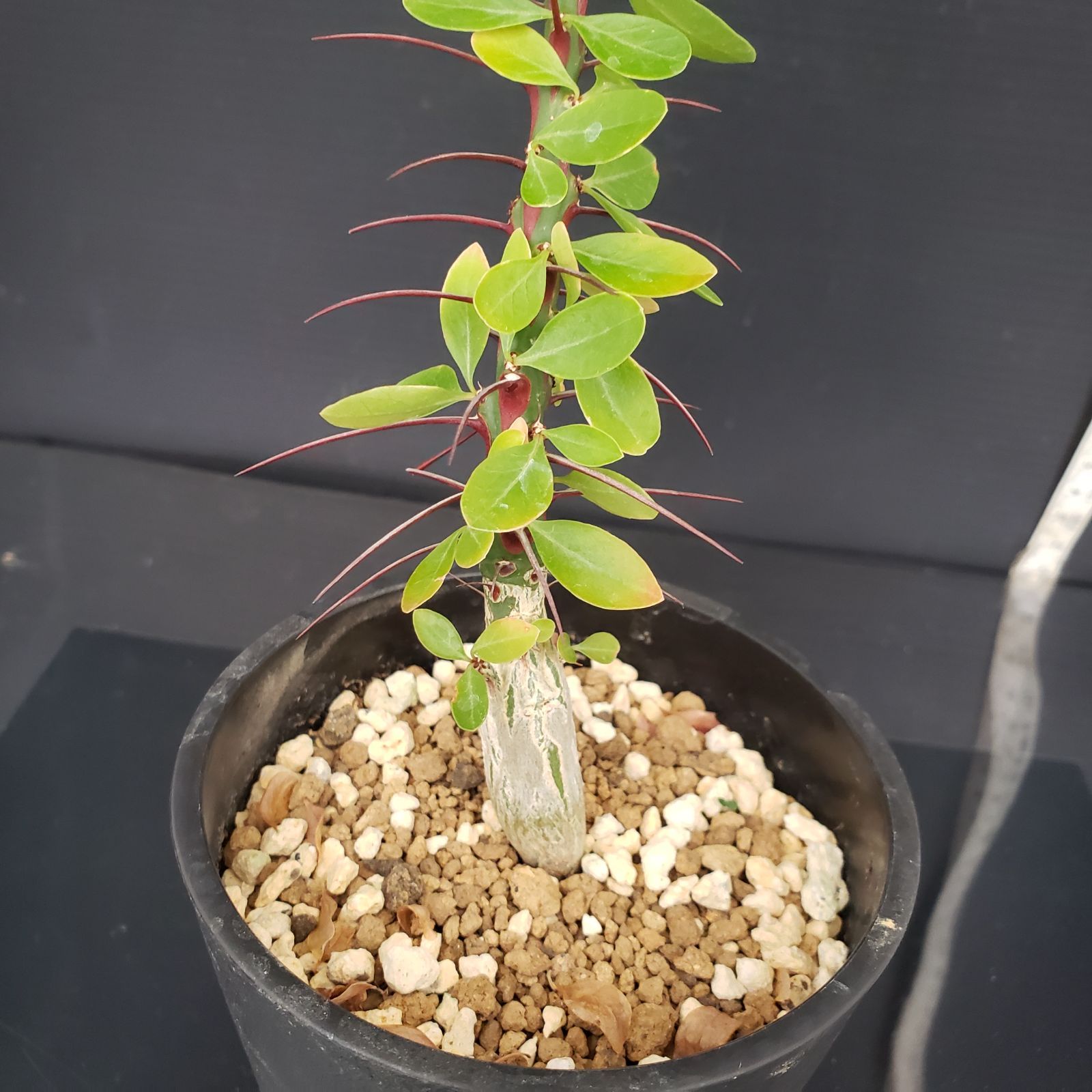 10 Fouquieria fasciculata フォークイエリア ファシクラータ 挿し木