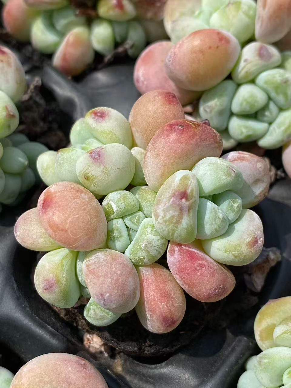 サヌカイト　癒しの音　２５０６０２－１ サヌカイト 癒しの音 250602－1