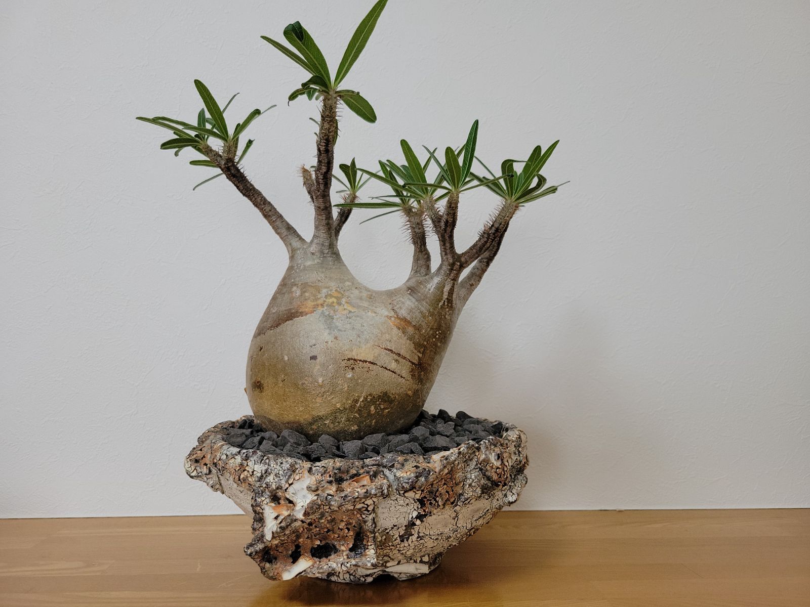 パキポディウム　グラキリス　扁平　阪本健　鉢 グラキリス 阪本健 パキポディウム 発根済み - メルカリ