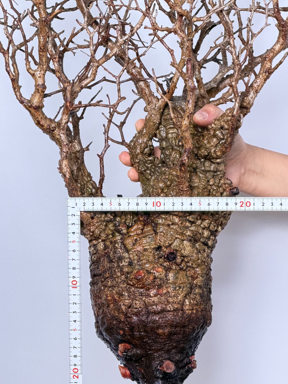 Operculicarya pachypus