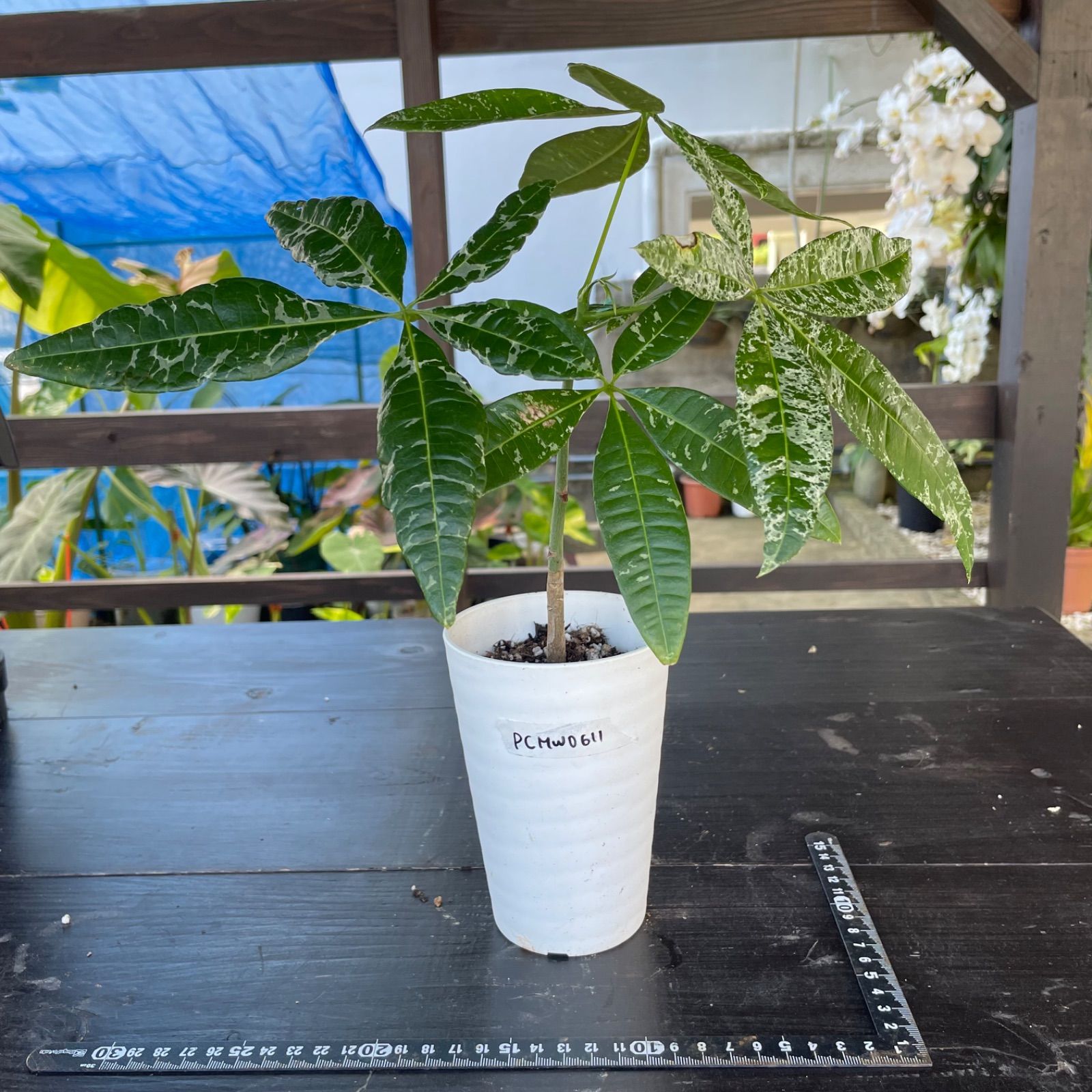 実生株】パキラ ミルキーウェイ Pachira 'Milky Way' パキラ