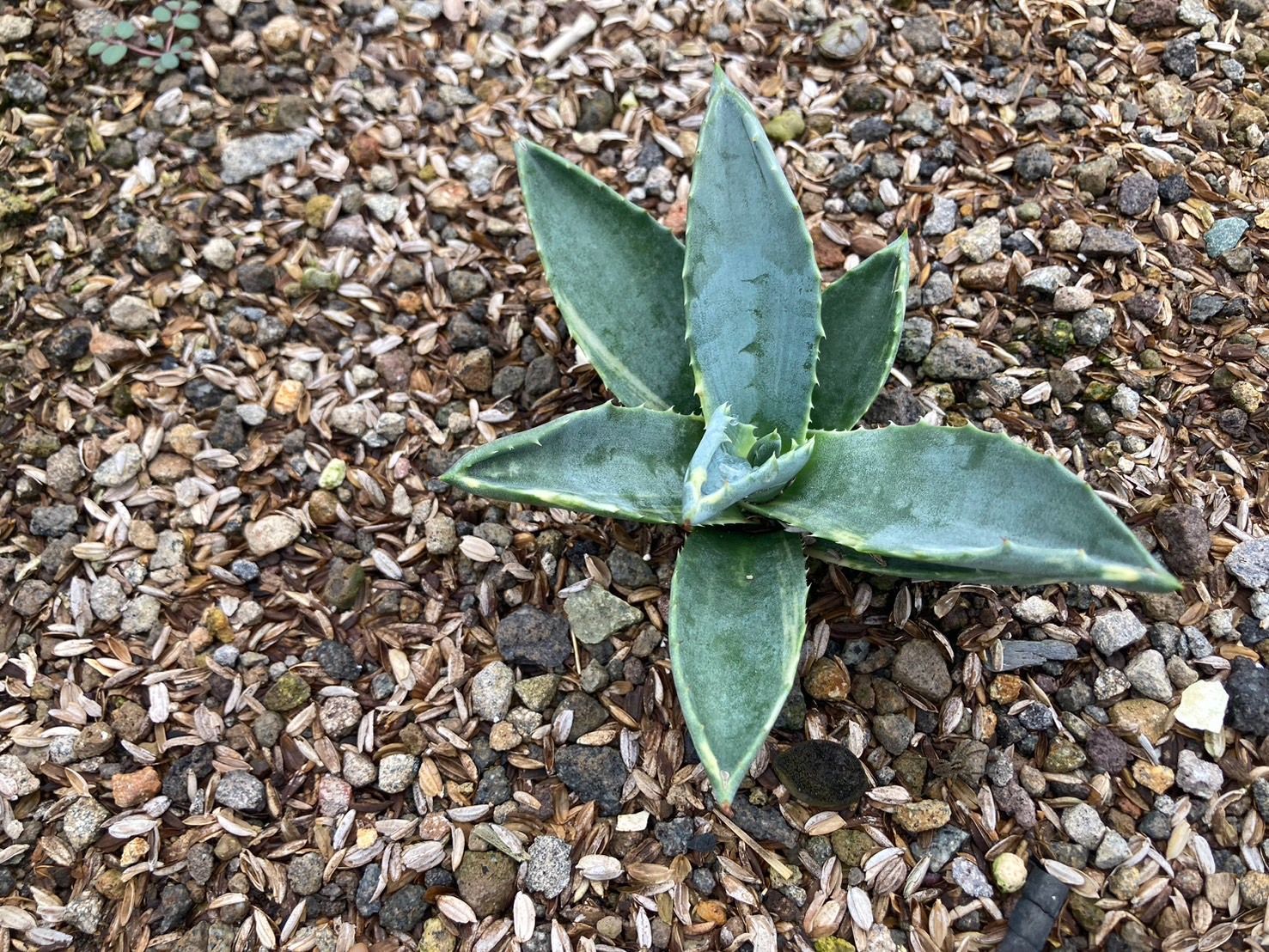 アガベ オバティフォリア×笹の雪 希少種 ハイブリッド ショータイム 美  