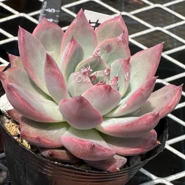 H*u様 多肉植物エケベリア 実生苗セット【中里リンゼアナ×二瓶リンゼアナ】【コ H*u様 多肉植物エケベリア 実生苗セット【中里リンゼアナ×二瓶