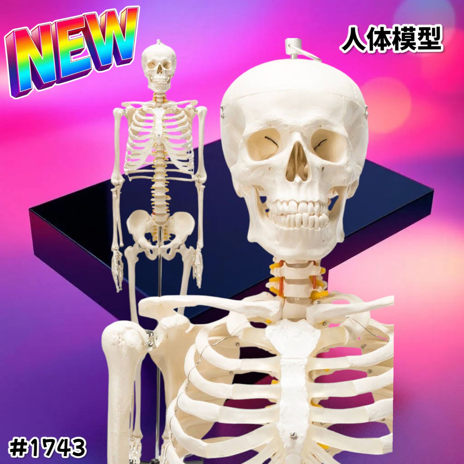 等身大！人体模型 170cm 神経根有り 全身骨格模型 骨格標本 1743 国際規格認証品】等身大 人体模型 170cm 神経根有り 全身骨格