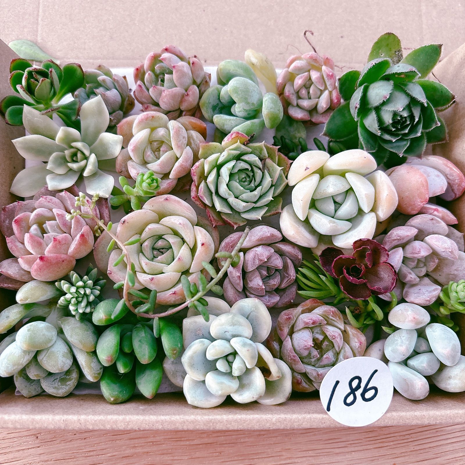 多肉植物　寄せ植え 186 .187 Smile☺︎様 多肉植物寄せ植えセット - メルカリ