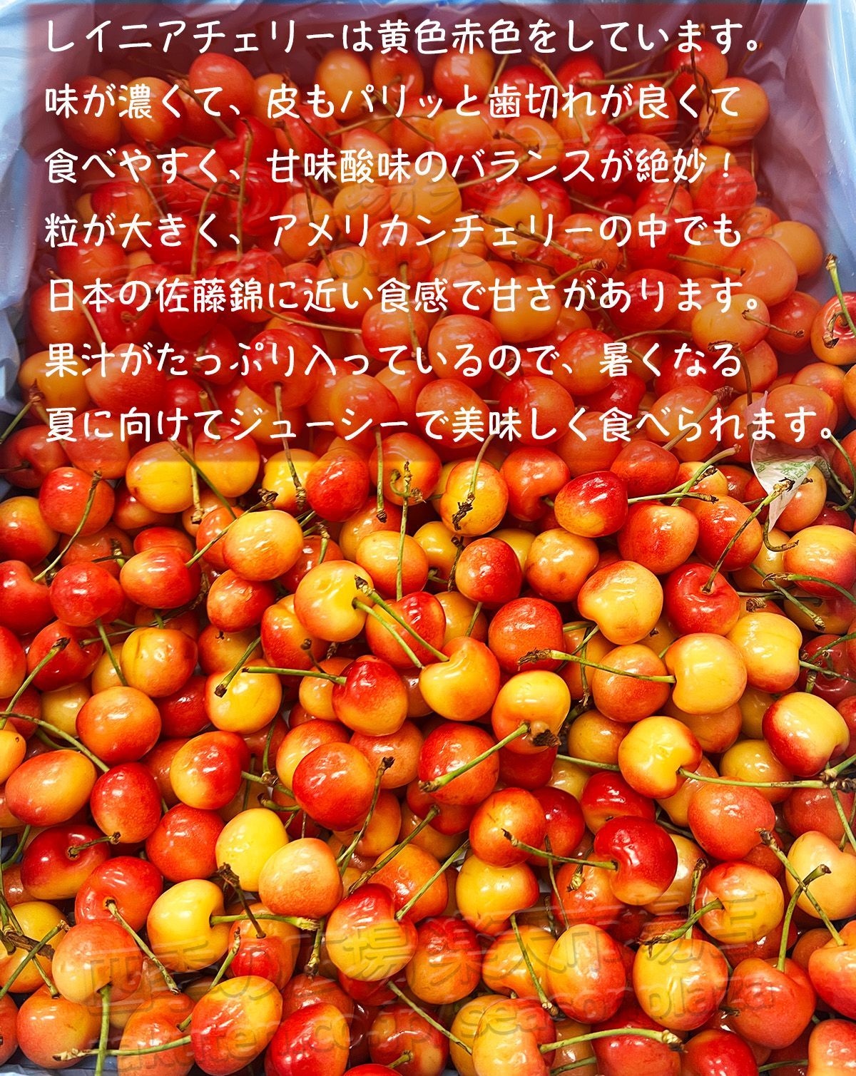 Rainier Cherries
