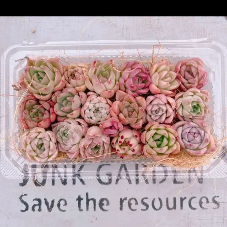 (専用出品)セントポーリア 13株セット 専用出品)セントポーリア 13株セット 98_180x.jpg