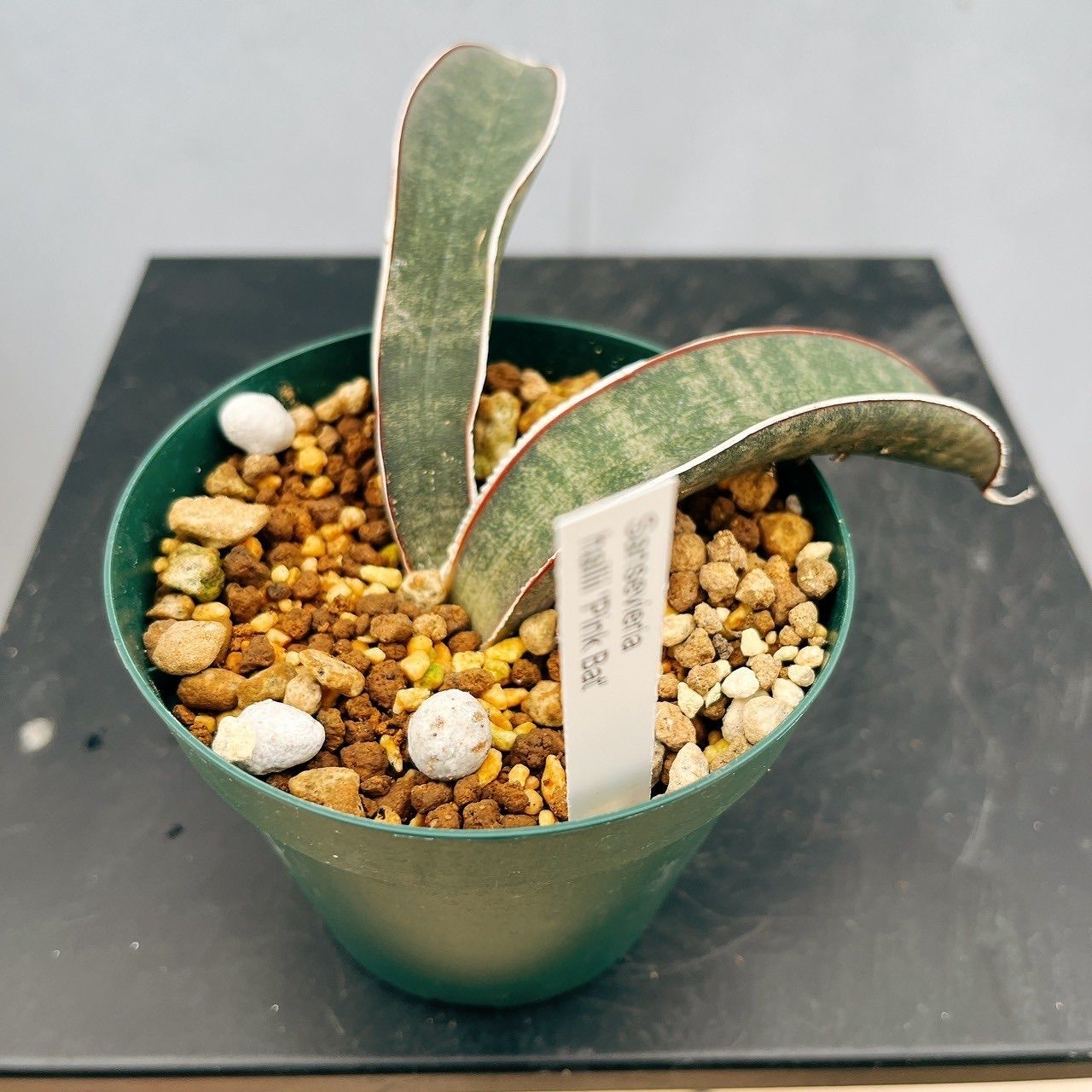 ［現品］【希少】サンスベリア　ハリー　ピンクバット　3号　観葉植物　室内　レア　おしゃれ　多肉植物　サンセベリア