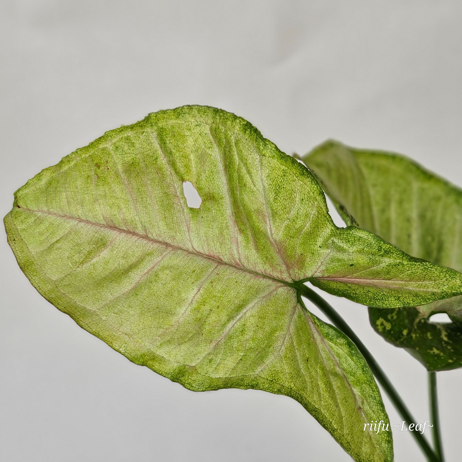 〔 シンゴニウム コンフェッティ トリカラー〕 Syngonium Confetti Tricolor 観葉植物 斑入り