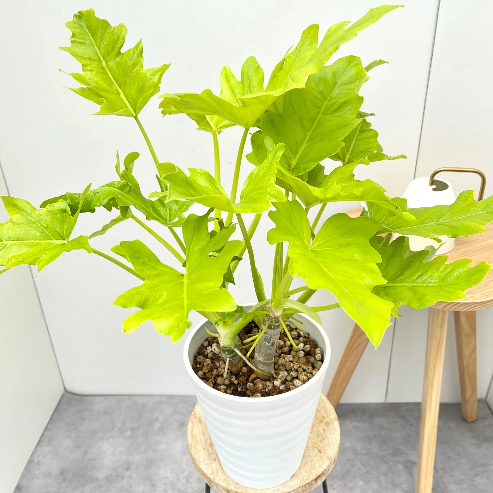 2025年最新】セローム ゴールドリーフの人気アイテム - メルカリ