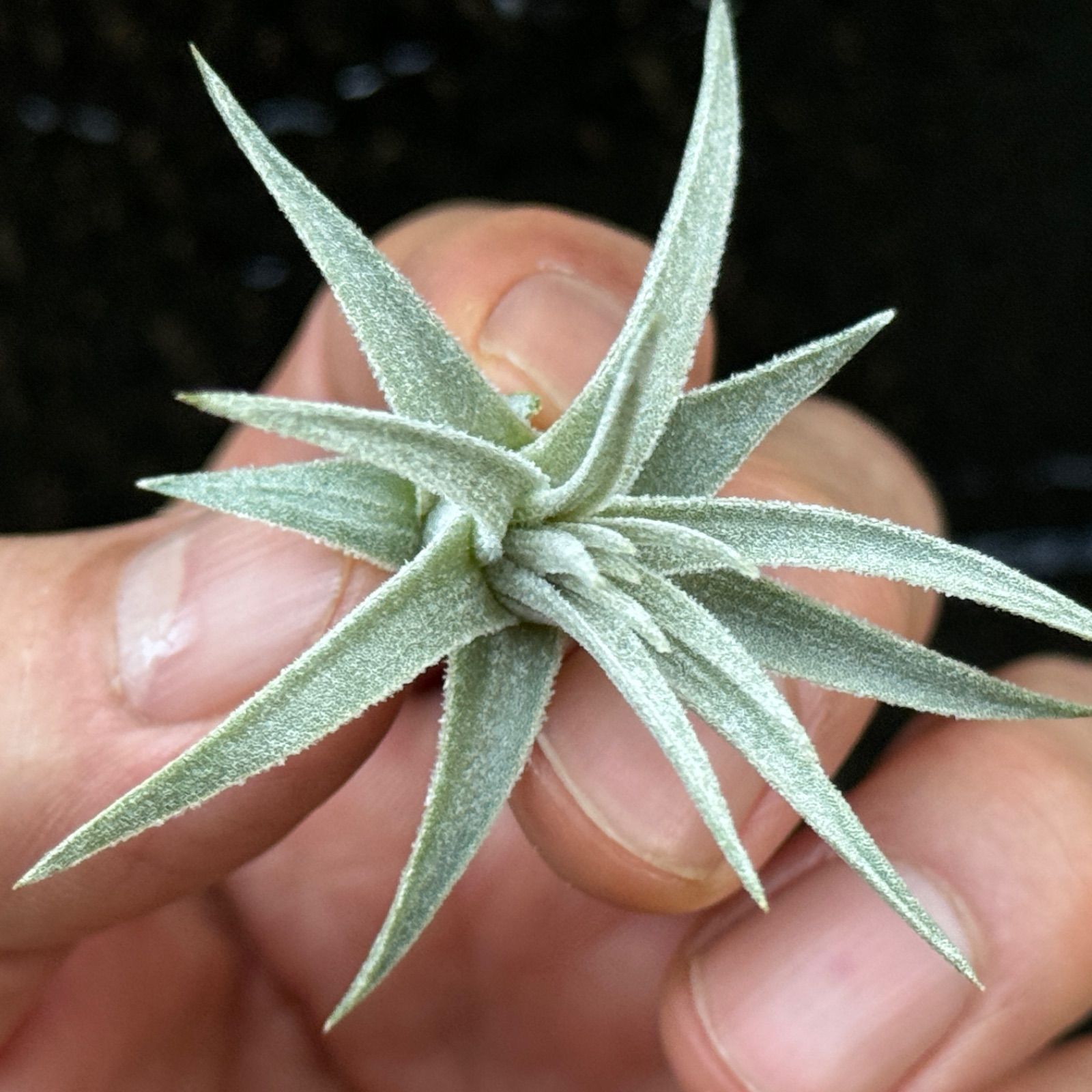 チランジア モーリアナ(モウリアナ) Tillandsia mauryana＊エア