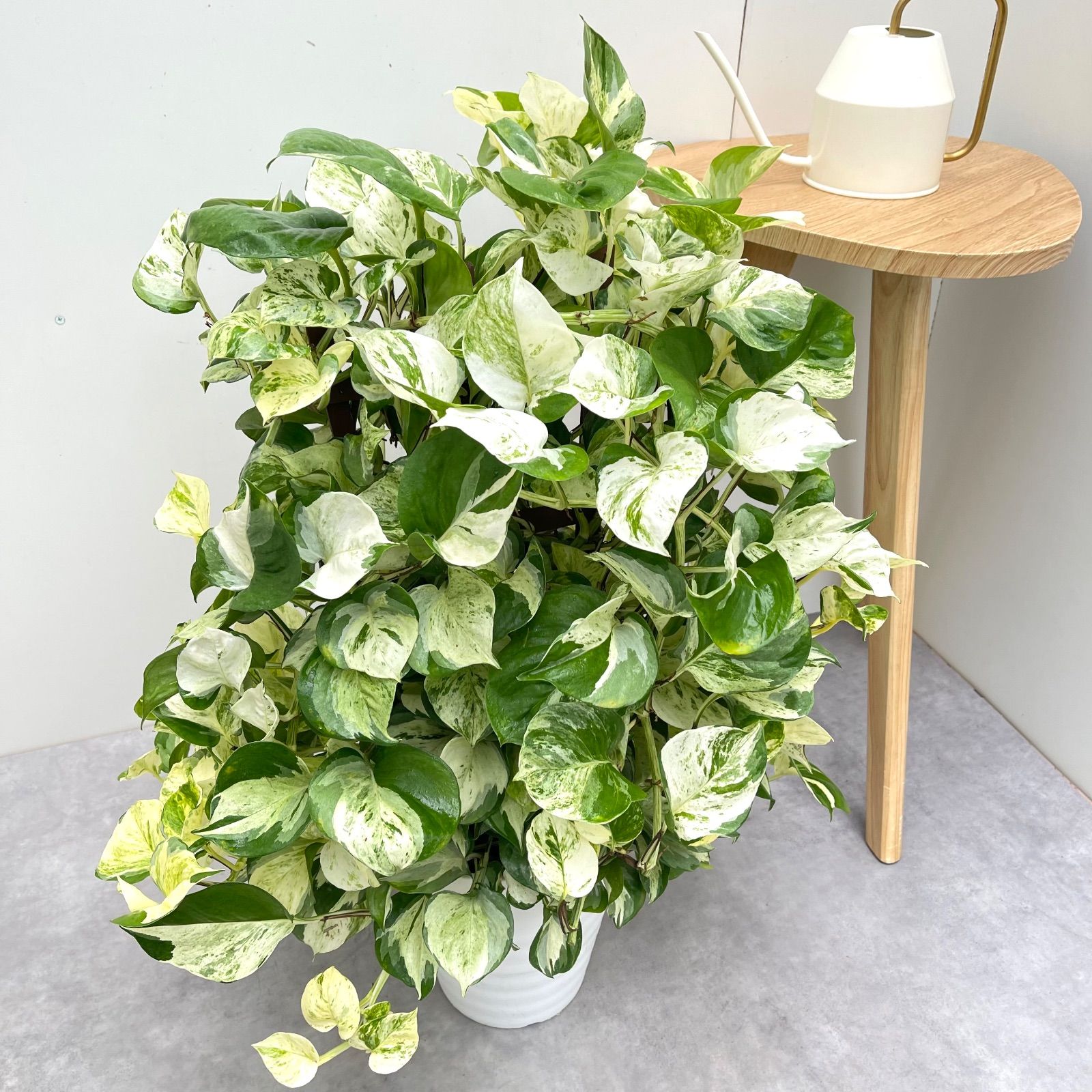 ポトス ステータス 1 現品 観葉植物 室内 7号