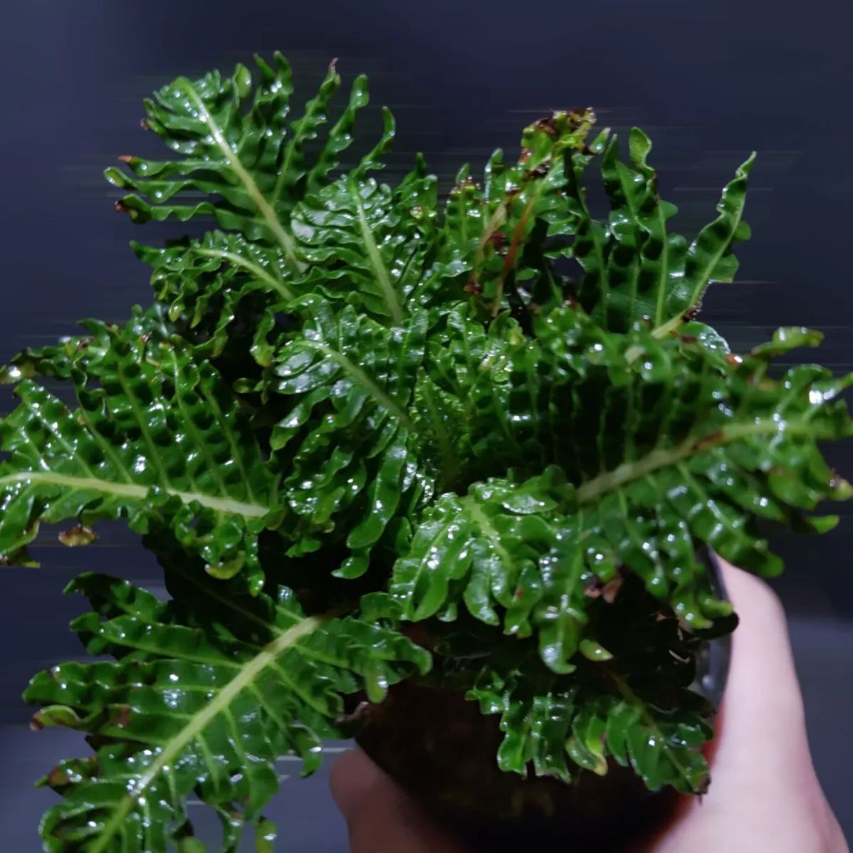 GP ブレクナムギッバム ドワーフ① GP ブレクナムギッバム ドワーフ① GP ブレクナムギッバム ドワーフ①