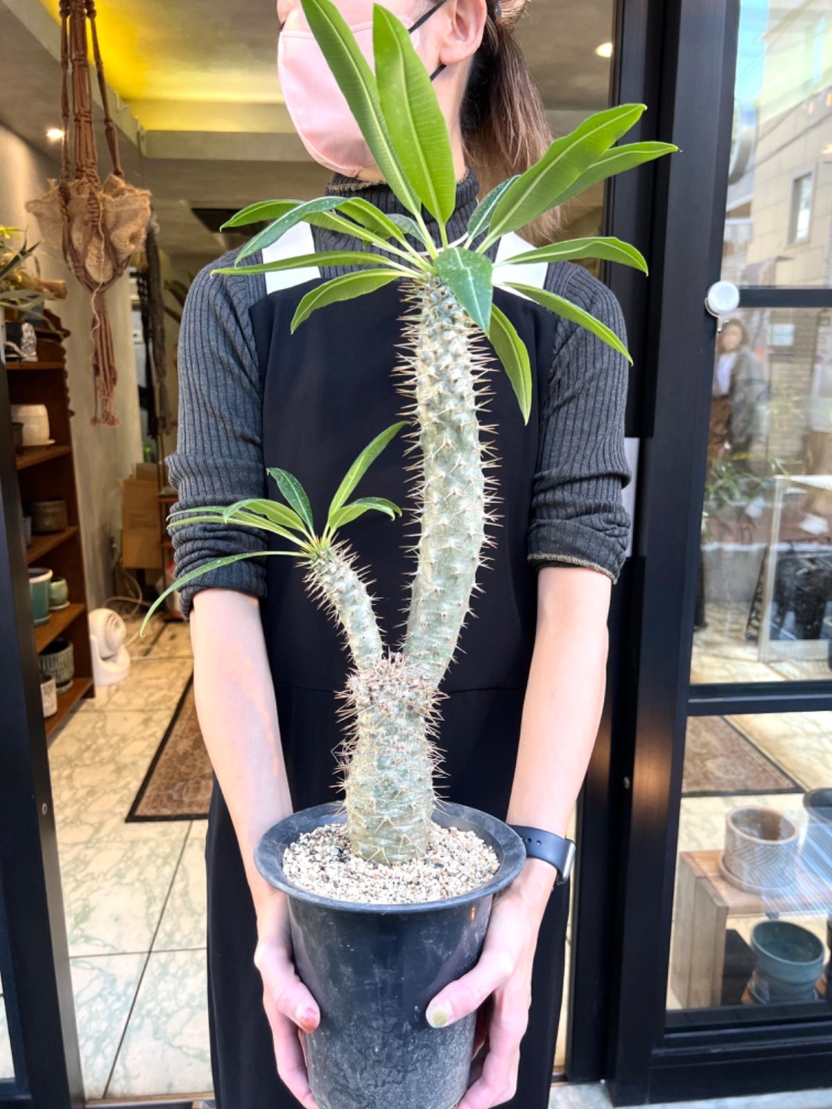 パキポディウム ラメリー 大株 - メルカリ