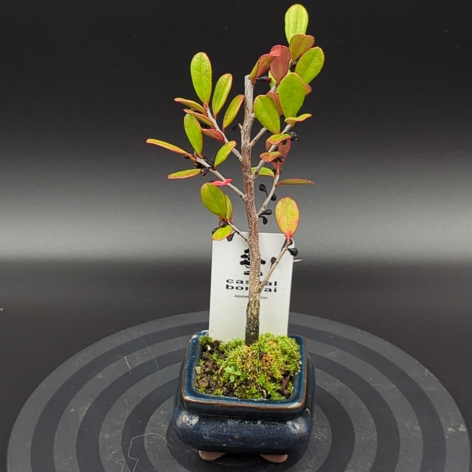 蘇鉄 ソテツ 観葉 植物 ミニなのに本格派。四年ものソテツ（蘇鉄