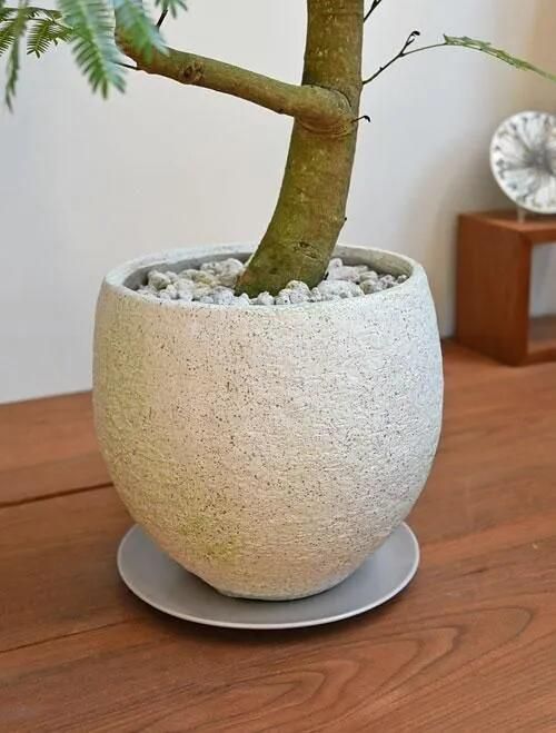 エバーフレッシュ　大型　極太幹　曲がり樹形　観葉植物　カッシーナ　アクタス エバーフレッシュ 大型 極太幹 曲がり樹形 観葉植物 カッシーナ
