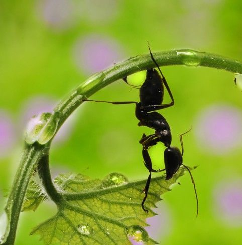 アリの愉しみ｜光川十洋 額装写真作品