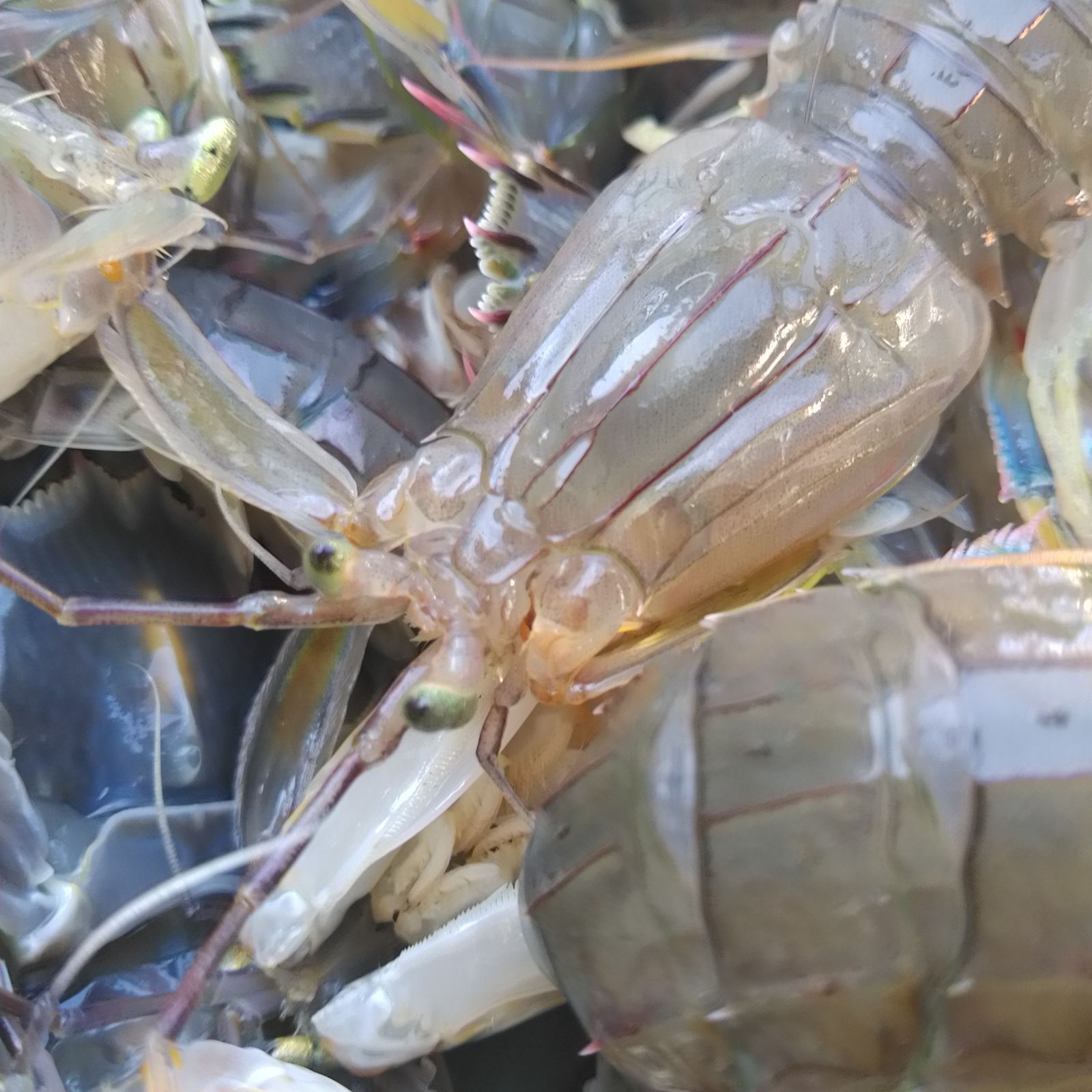 活梱包「水無 蝦蛄１ｋｇ」（20-32匹）シャコエビ シャコ しゃこえび　蝦蛄海老 シャコ刺身 蝦蛄刺身 刺し身 シャコの寿司に ボイルシャコに 漁師直送 活きて到着の可能性あり 活魚【80】