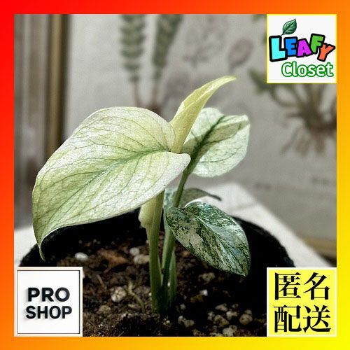 モンステラ ホワイトモンスター(天津蘭) 3号＊ 斑入りモンステラ