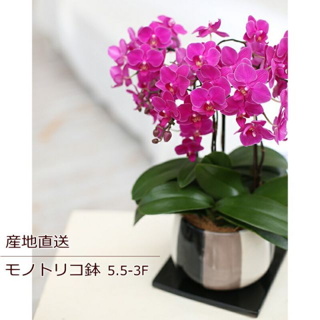 胡蝶蘭 誕生日 花 鉢花 蘭 ラン 胡蝶蘭 コチョウラン ミディ胡蝶蘭 3F 3本立ち ギフト ピンク 産地直送 リラックス メッセージ 誕生日 展示会 受付 記念日 プレゼント 結婚祝い 送別 新築祝い リビング テーブルサイズ ウエディン