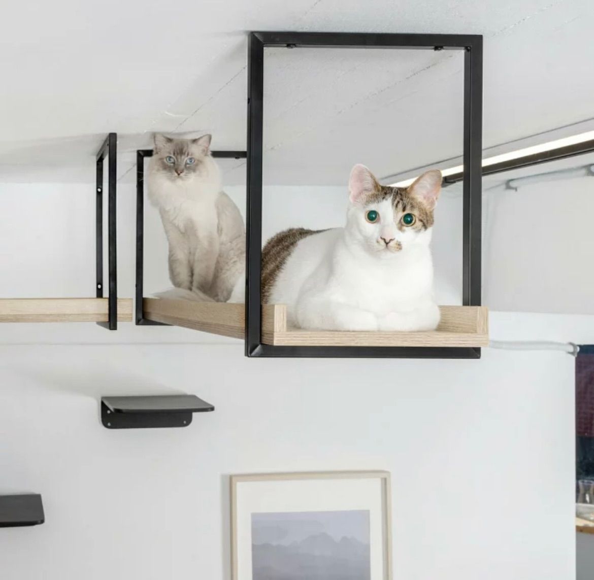 MYZOO マイズー AVENUE アベニュー キャットウォーク 壁 猫 運動 不足 キャットステップ ペットグッズインスタ映え インテリア 100cm