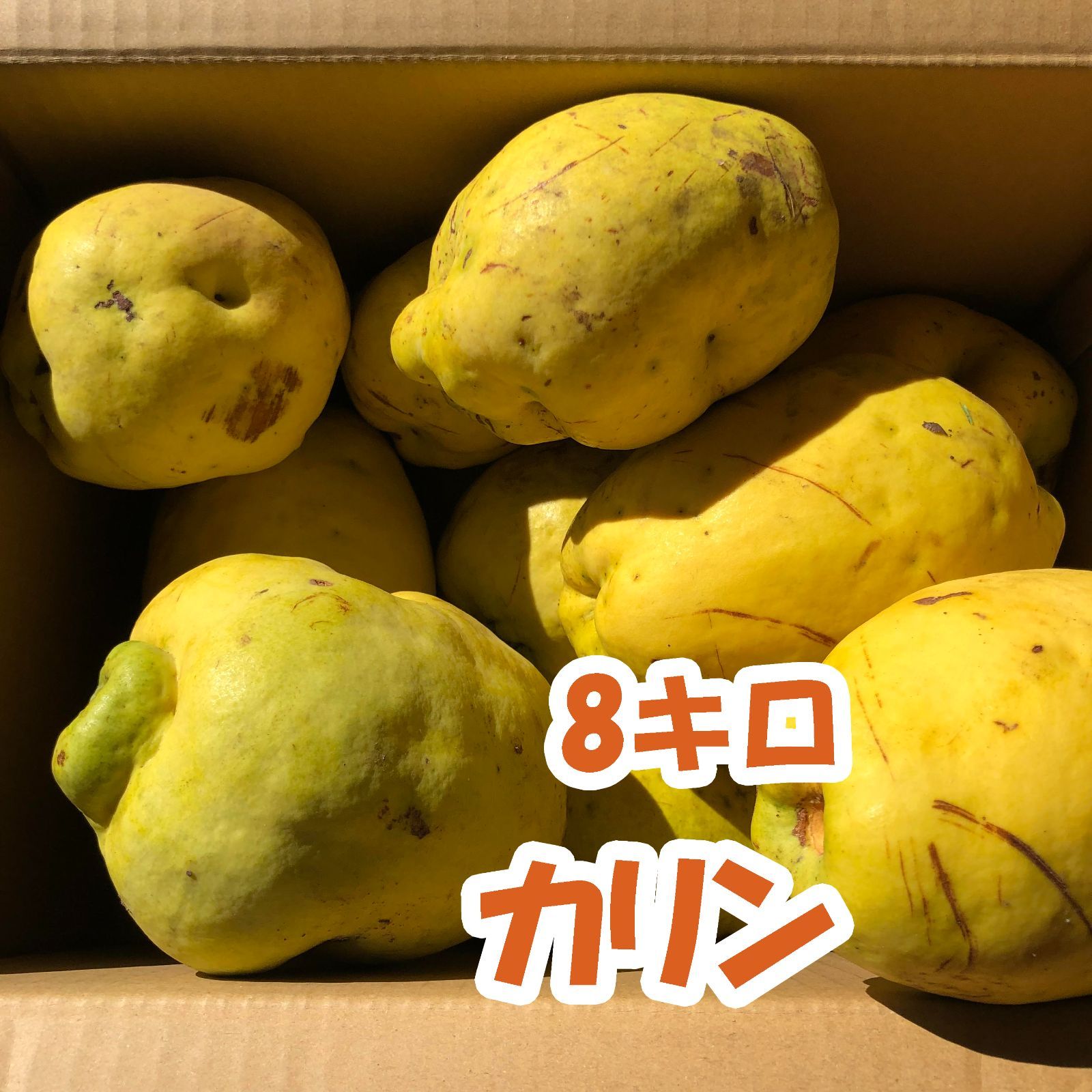 花梨 かりん 約1.2kg 無農薬 適わ 訳あり