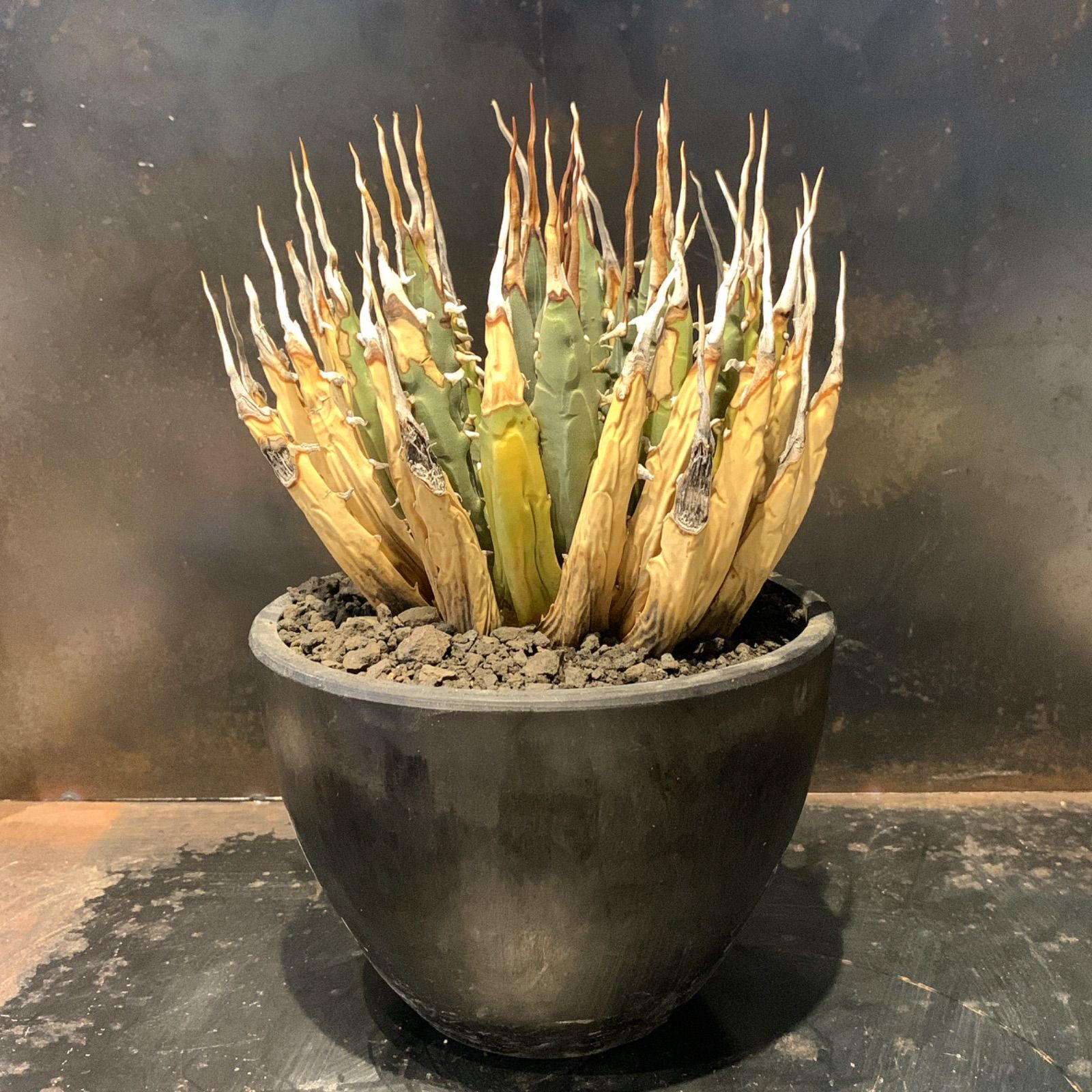 アガベ ユタエンシス エボリスピナ 陽炎 特大株01 アガベ ユタエンシス