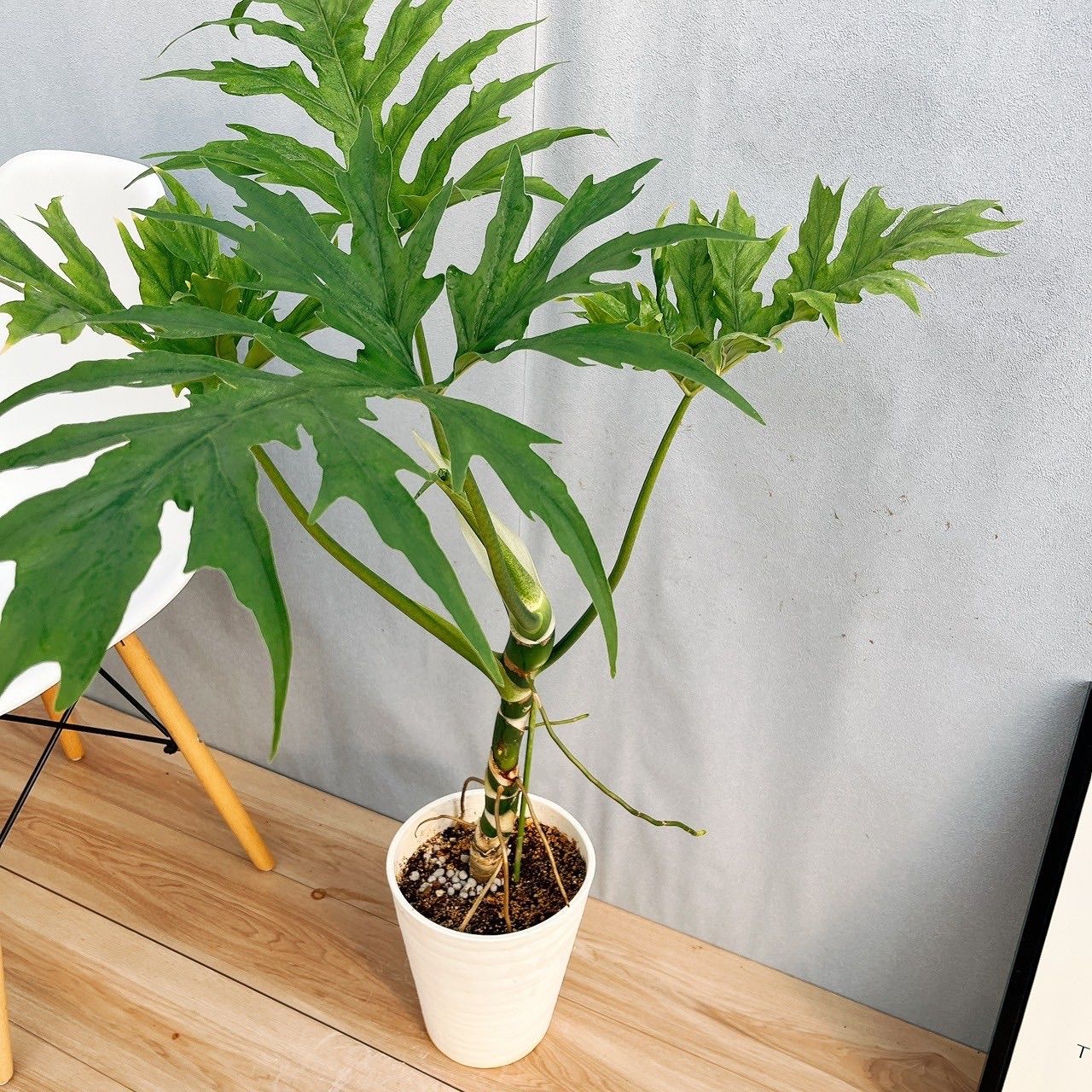 在庫］【希少】☆珍しい☆ フィロデンドロン ワルセウィッチー 8号