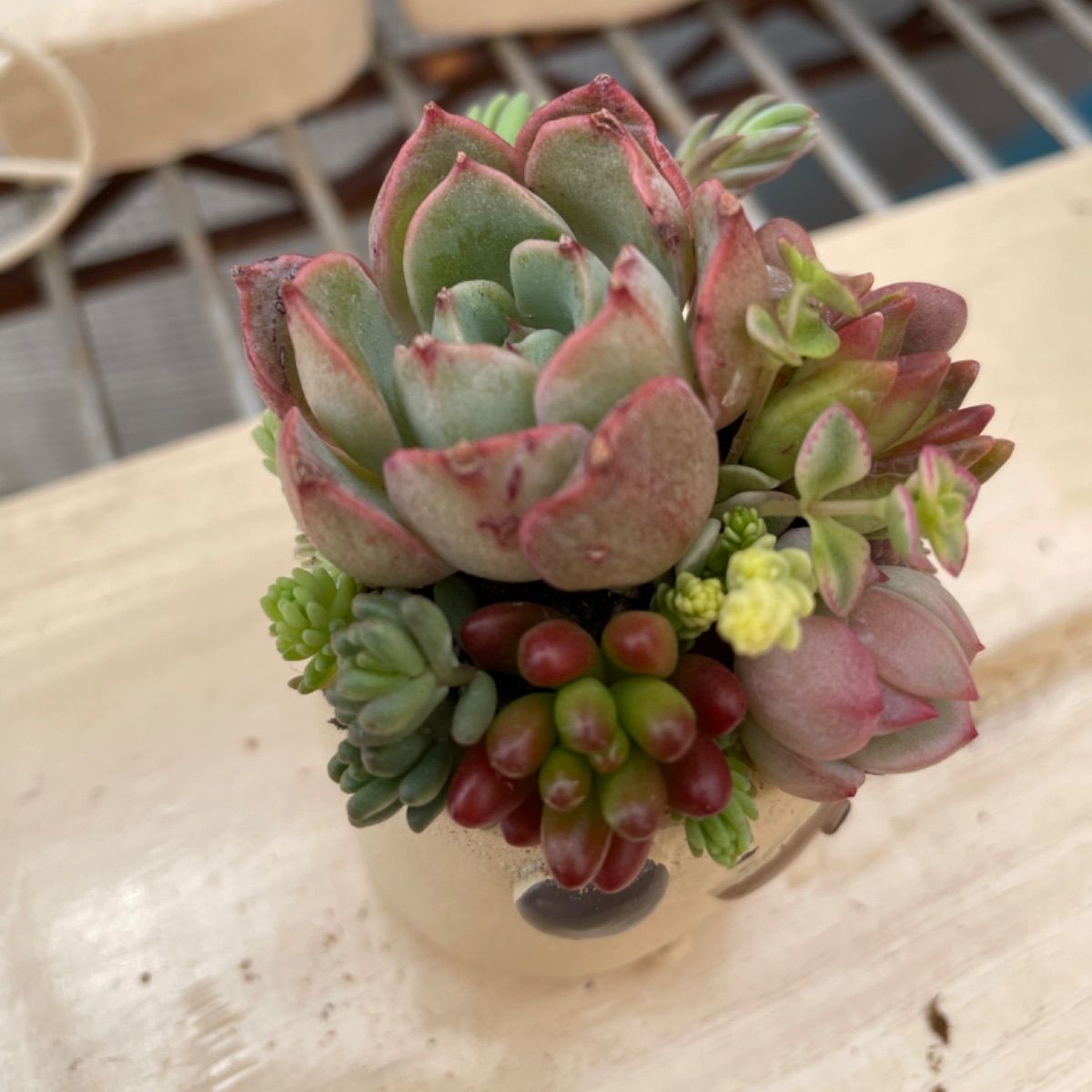 そのまま飾れる多肉植物の寄せ植え🌸犬 - ままーず工房 - メルカリ