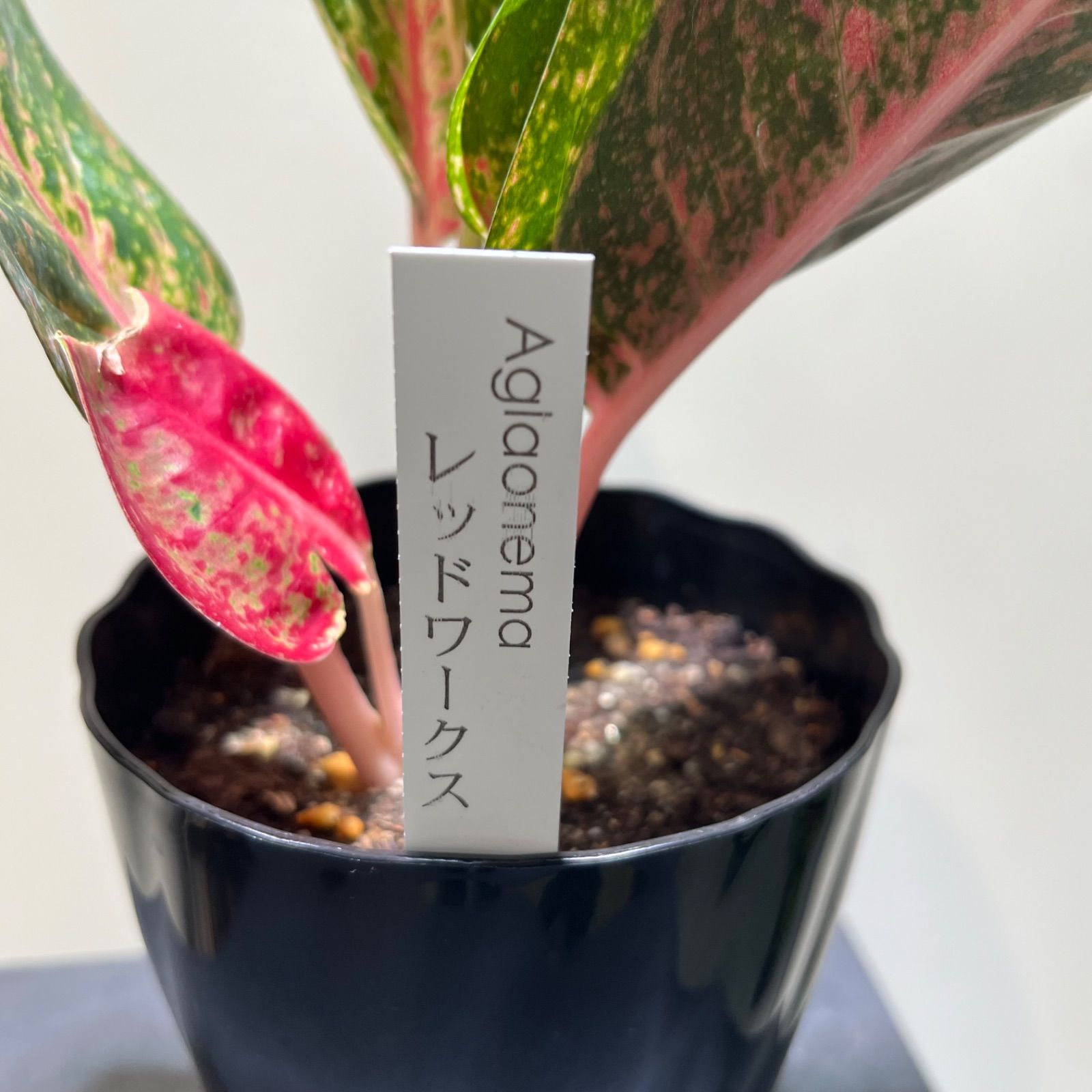 アグラオネマ レッドワークス 抜き苗 - メルカリ