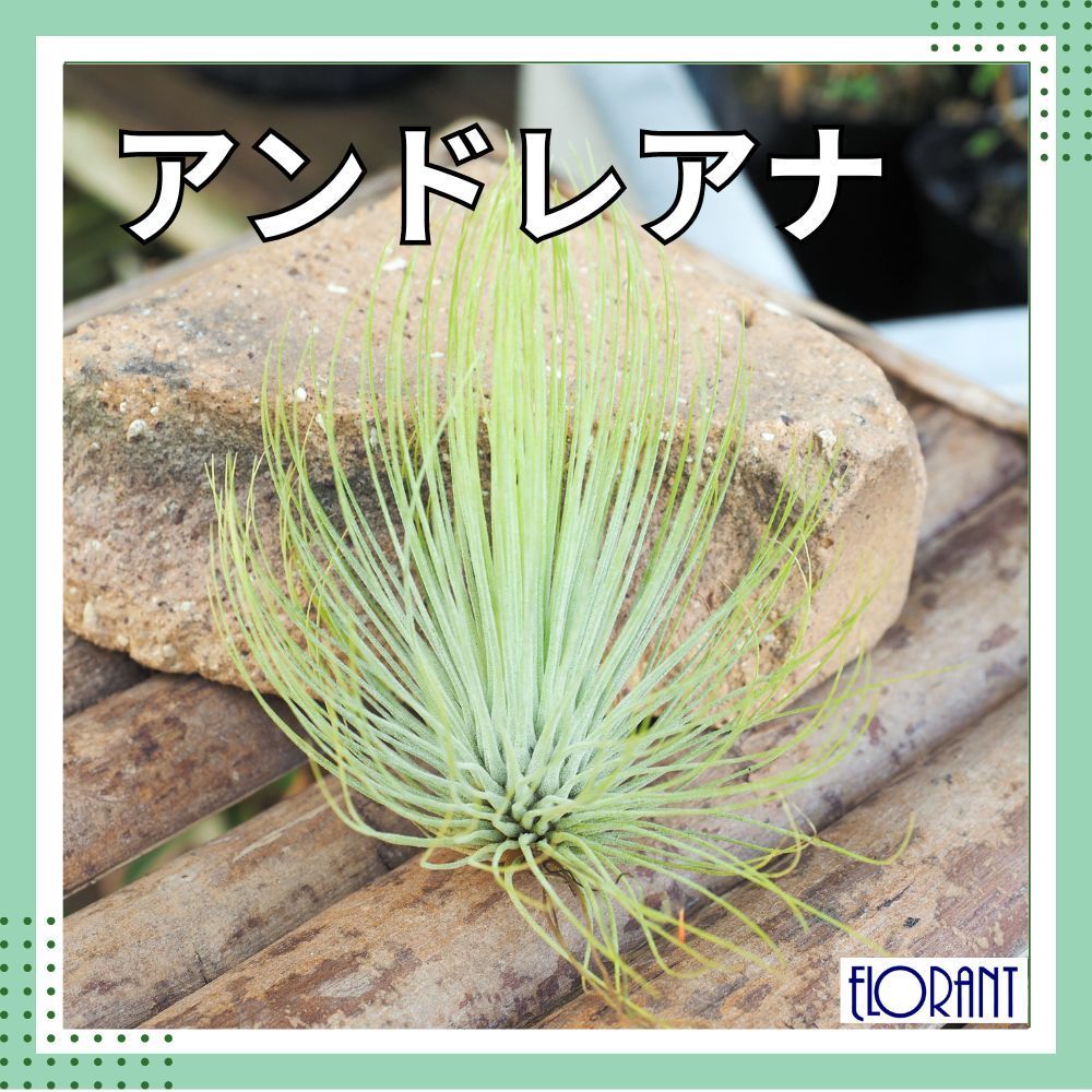 ご*ん様 チランジア22種 まとめ売り お買い得セット(メルカリ便にてお届けしま チランジア22種 まとめ売り お買い得セット 1品種追加しました