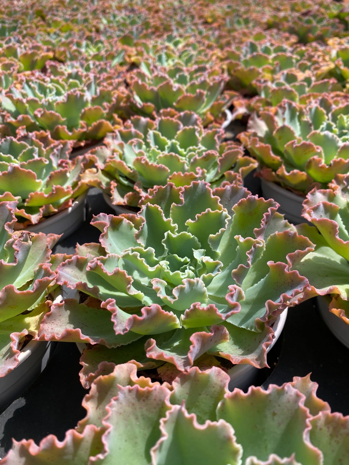 今*泉様 H787 ブルーフォックス 30株 抜き苗 多肉植物 エケベリア 韓国 30