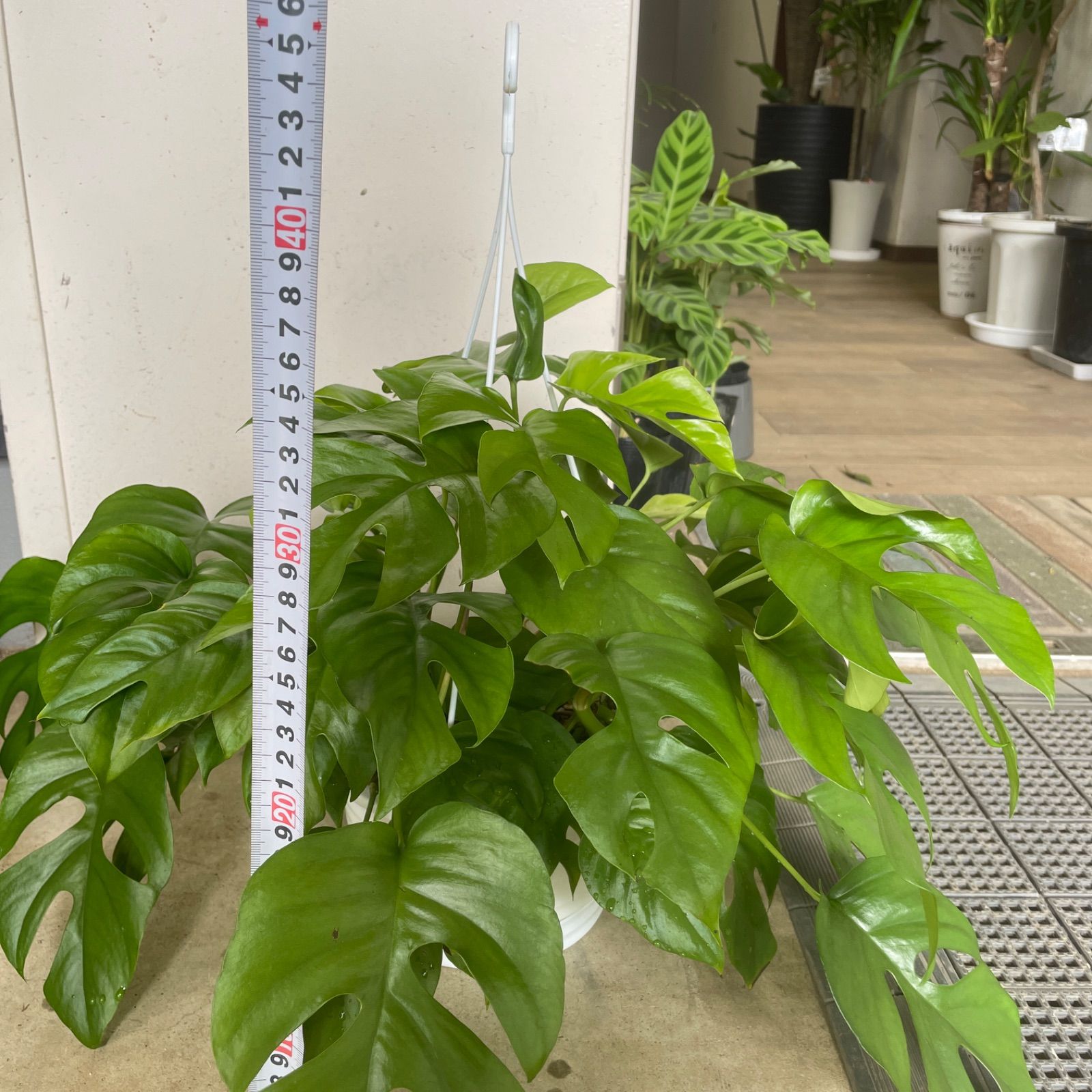 モンステラ 吊り下げ お洒落 ハンキング ヒメモンステラ 観葉植物の
