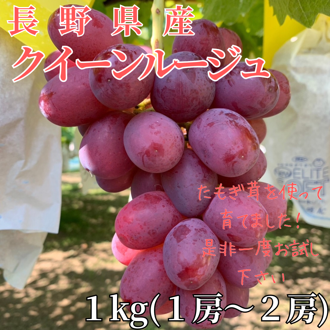 クイーンルージュ 種無し 長野県  1Kg