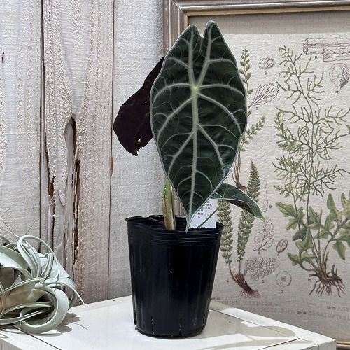 観葉植物 アロカシア ワトソニア ライトニング 3号(個体おまかせ1鉢