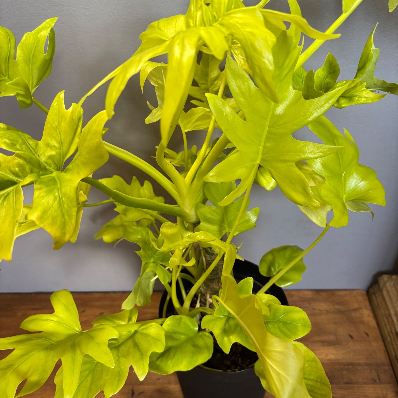 希少】フィロデンドロン セローム ゴールドリーフ 美株 観葉植物