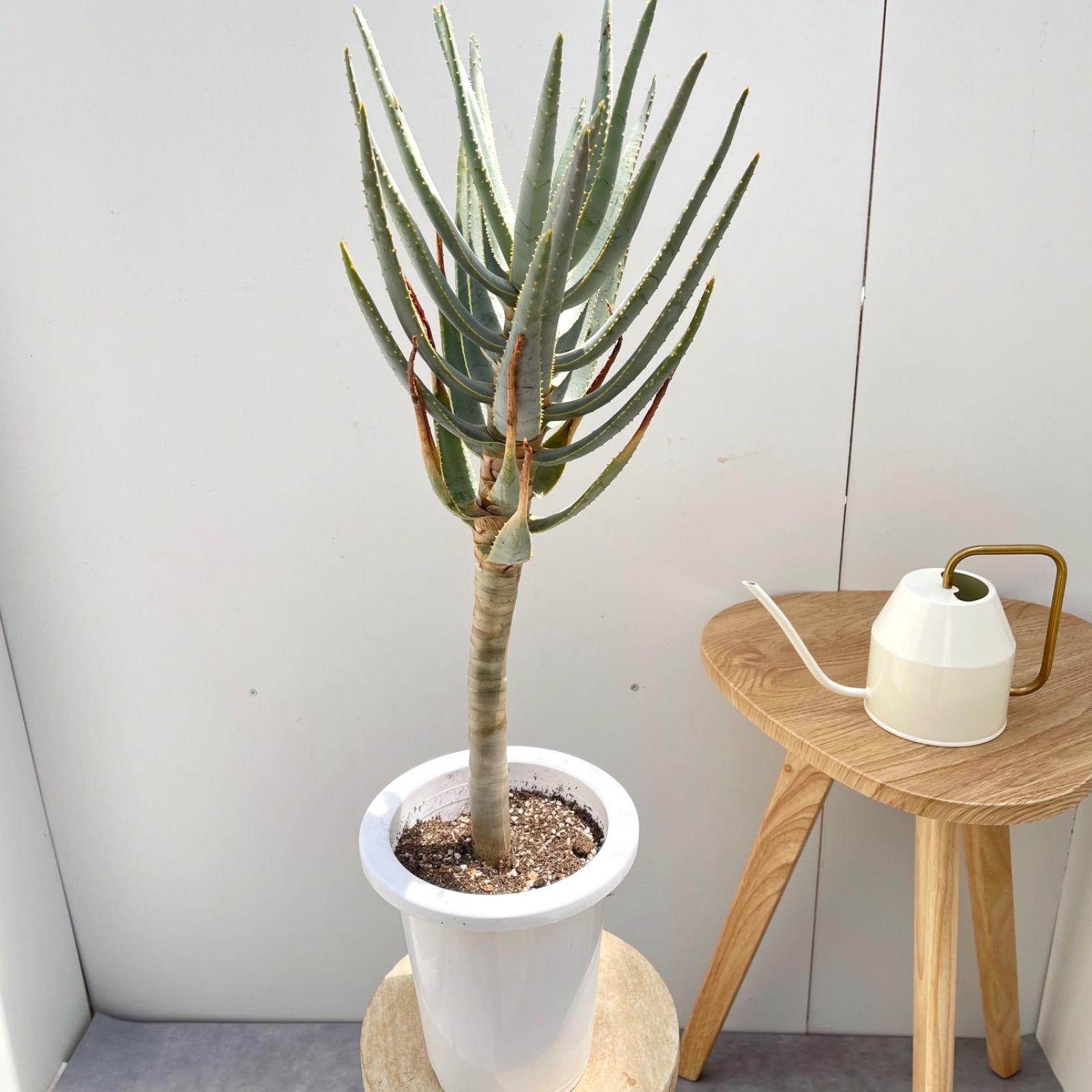 【現品】アロエ・ディコトマ（アロエ・デコトマ）10号　T9番 アロエ デコトマ【現品】観葉植物 多肉植物 8号