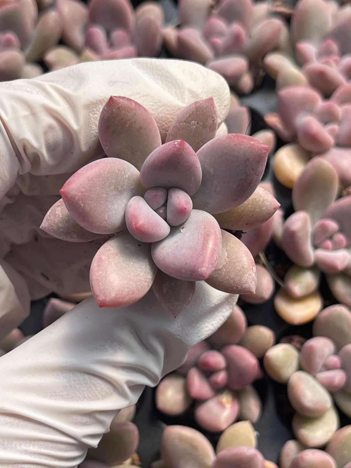 128株 S61-4 多肉植物 エケベリア オプル 超美苗 サボテン 観葉植物 花