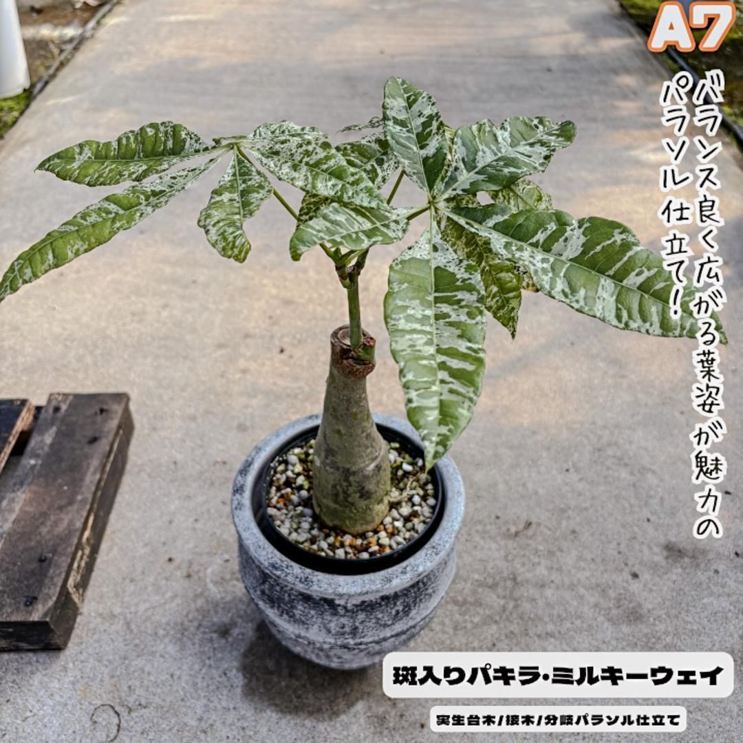 実生パキラミルキーウェイA7/接木/枝分岐パラソル仕立て/無機質