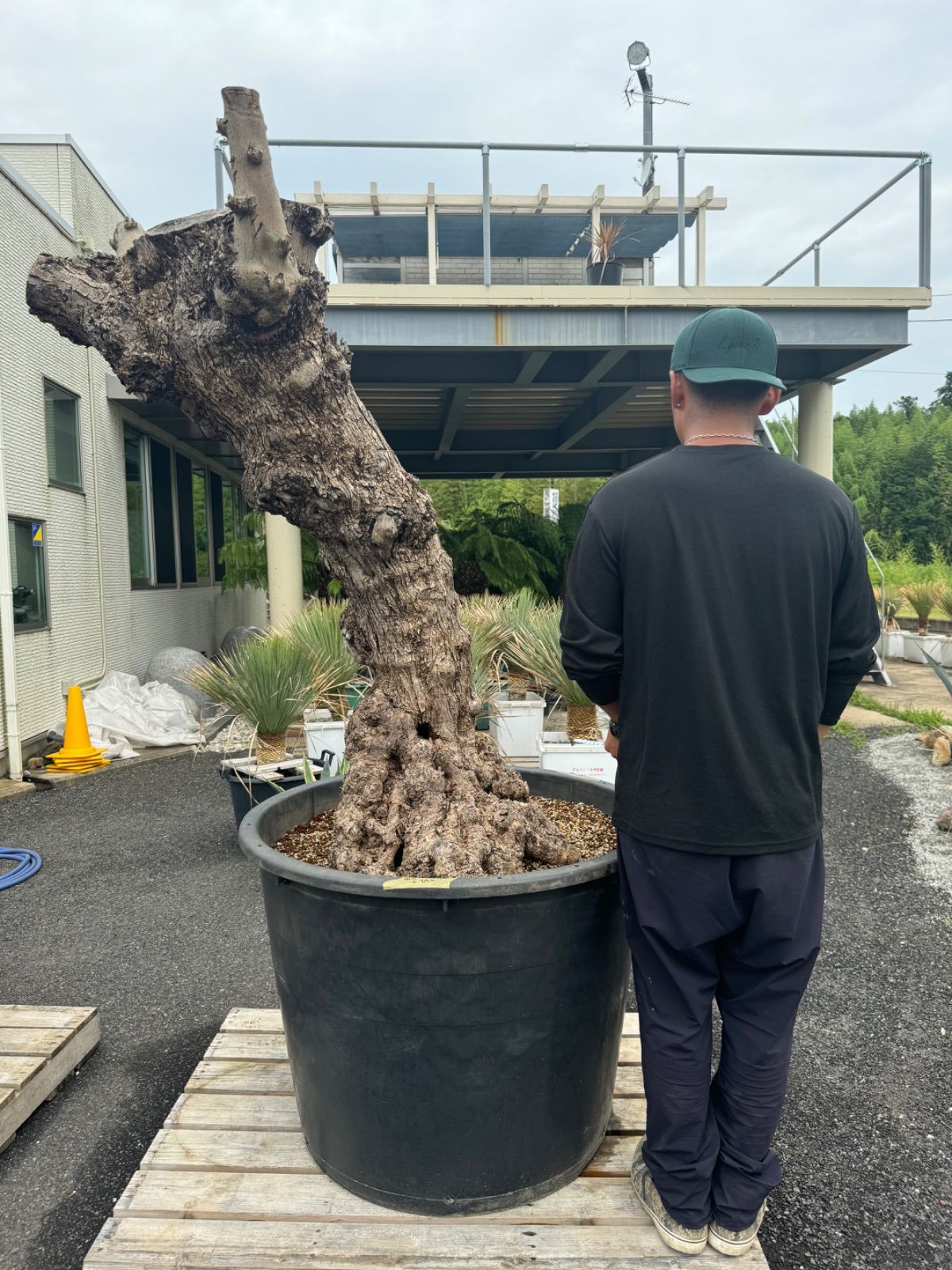 オリーブ古木 No.3 ロックガーデン ドライガーデン 南国植物 - メルカリ