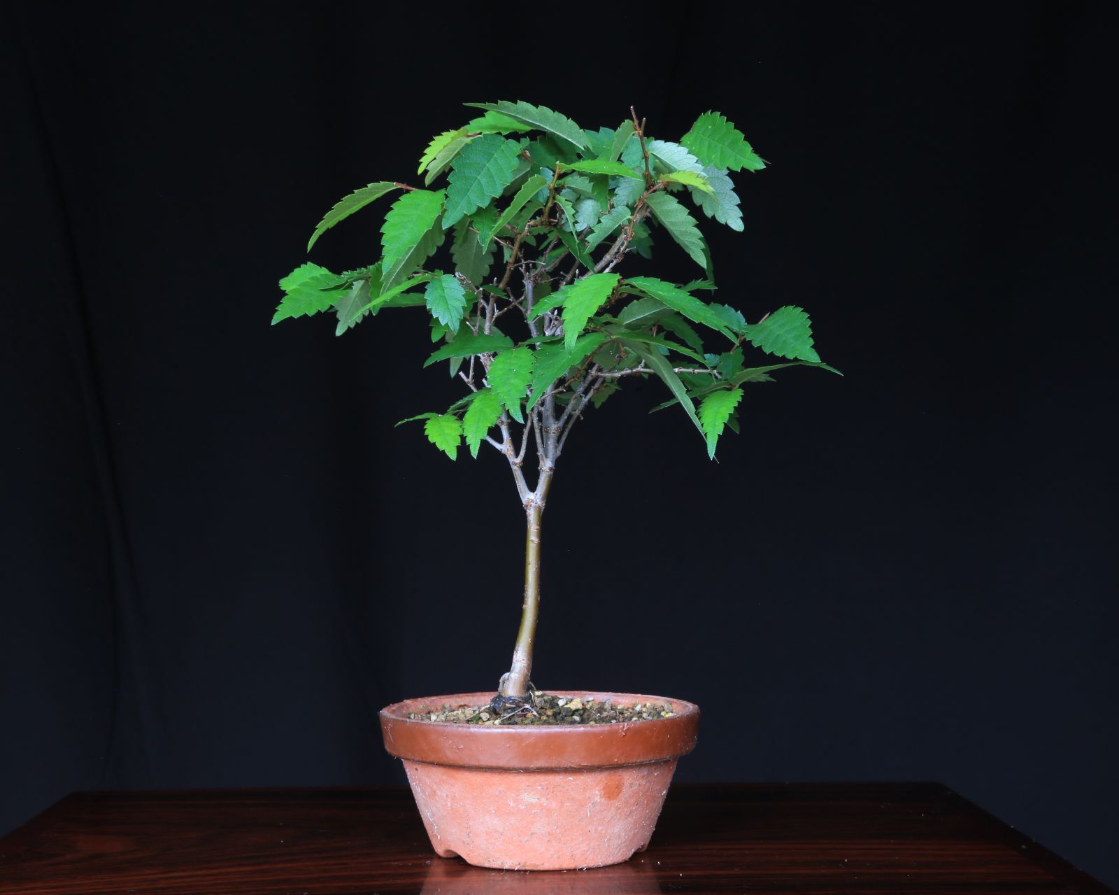 欅』ケヤキ 小品盆栽【泰寿園 Online】現品 一点物 けやき 雑木 真柏